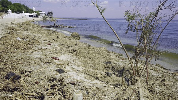 Trees with floating debris has reached Black Sea coastal zone in Odessa