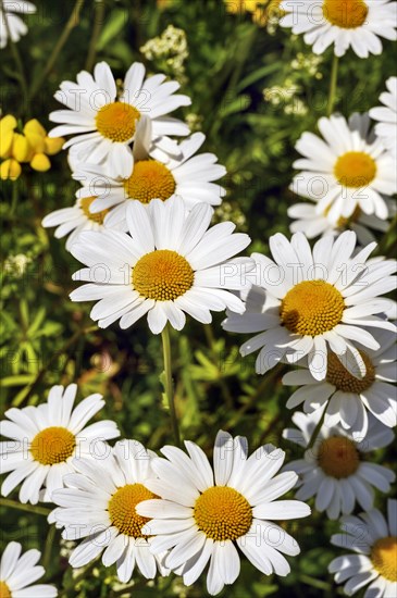 Ox-eye daisy