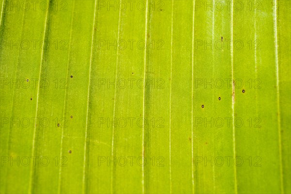 Green Banana Leaf