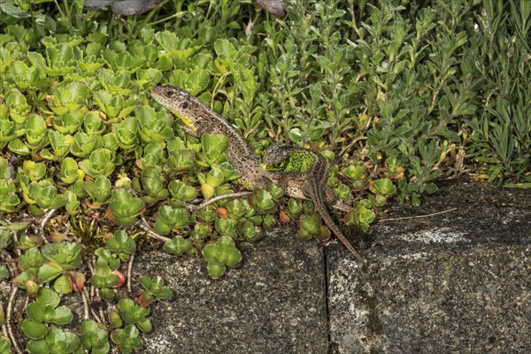 Sand lizard