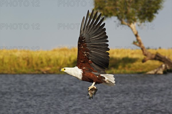 African Fish-Eagle