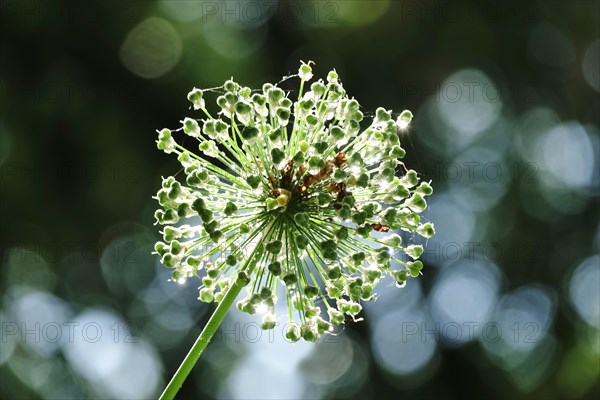 Ornamental garlic