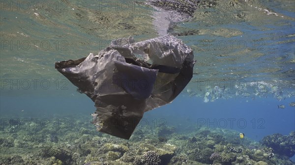 Close up of old black plastic bag drifts along with Colonial Pyrosoma Tunicates under surface of water over coral reef with school of fish swimming nearby