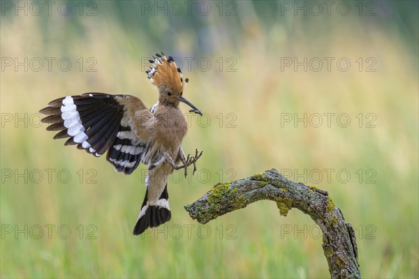 Hoopoe