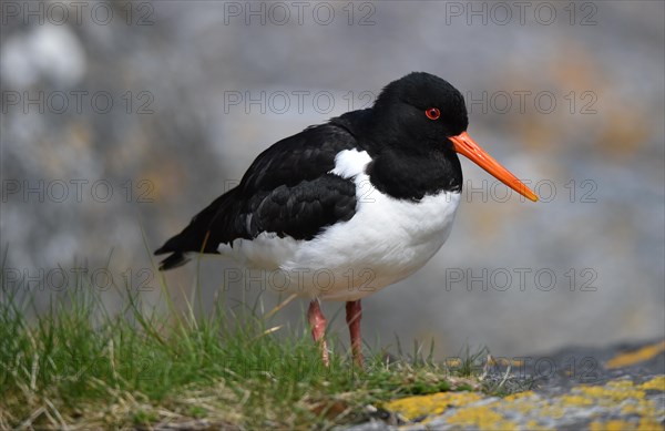 Eurasian oystercatcher