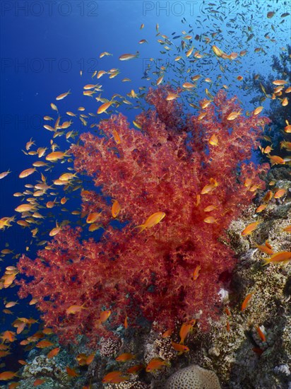 Hemprich's Tree Coral