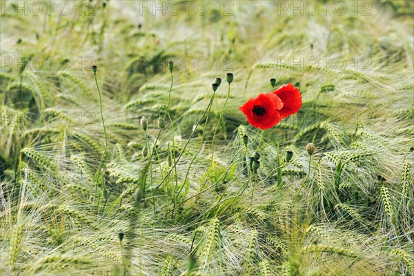 Corn poppy blossom