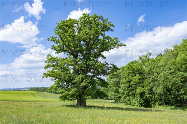 English oak