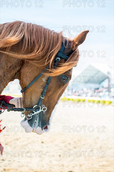 Head of a horse outdoors with partial harness in view