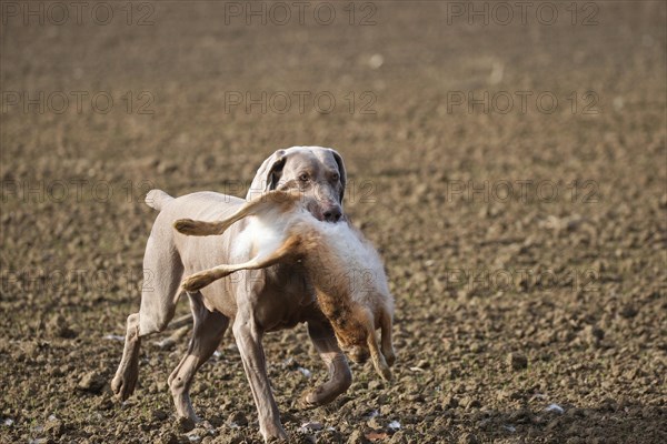 Hunting dog shorthaired Weimaraner retrieves hare