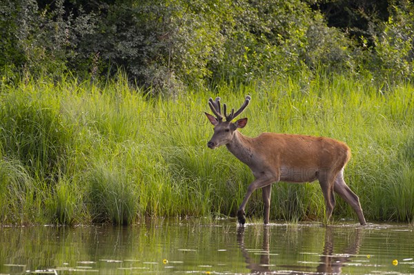 Red deer