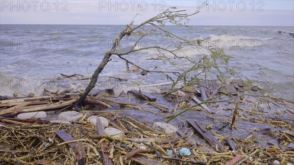 Trees with floating debris has reached Black Sea coastal zone in Odessa