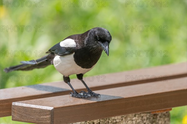 Eurasian Magpie