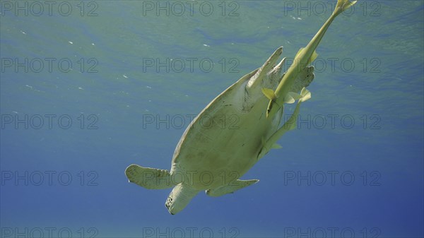 Great Green Sea Turtle