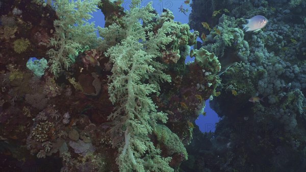 Beautiful coral reef in rays of the morning. Colorful tropical fish swims near soft and hard corasat sunrise. Life on coral reef under sun rays at dawn