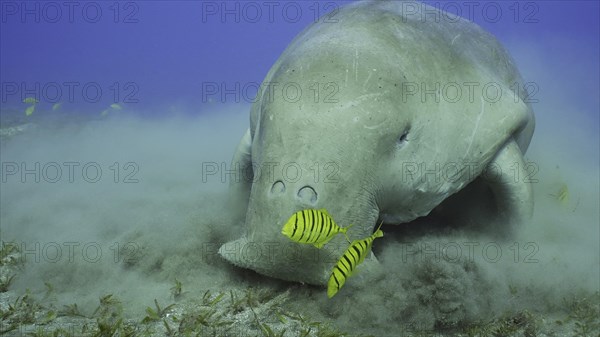 Portrait of Sea Cow