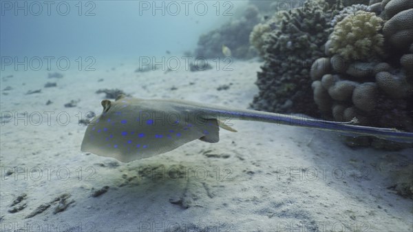 Blue spotted Stingray or Bluespotted Ribbontail Ray