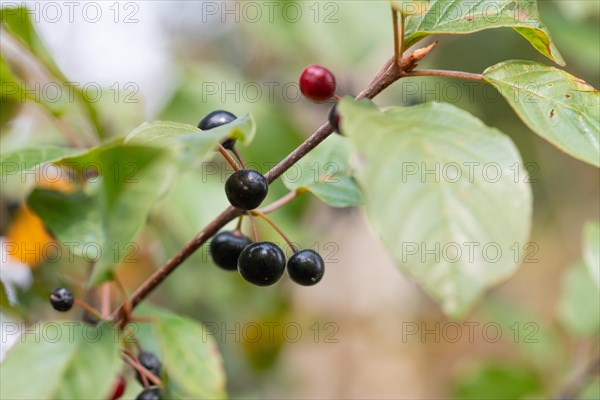 Alder buckthorn