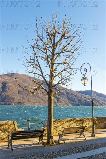 Bare Tree and Bench and Street Lamp