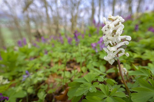 Hollow larkspur