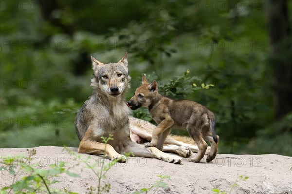 European gray wolf