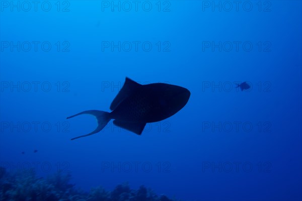 Silhouette of redtoothed triggerfish