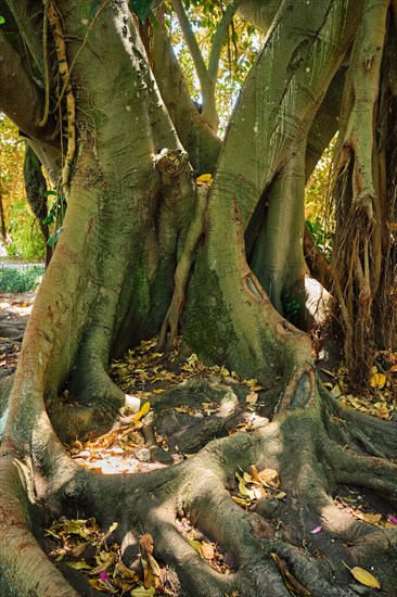 Exotic tree Australian banyan