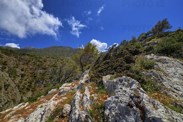 Typical Greek or Cretan landscape