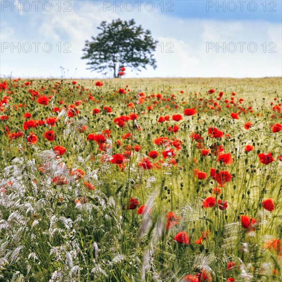 Corn poppy blossom in a barley field