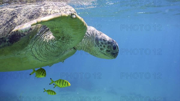 Close-up of Great Green Sea Turtle