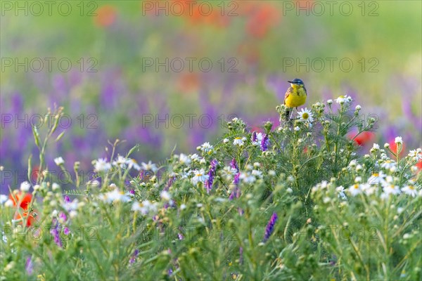 Western yellow wagtail