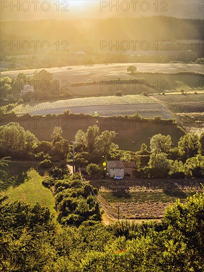Typical cultural landscape with lavender fields in the evening light