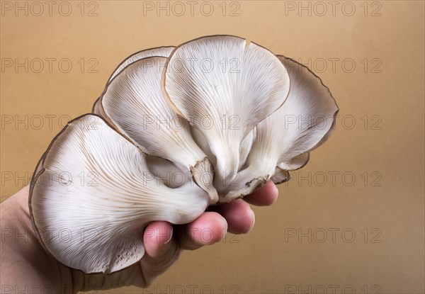 Oyster mushroom