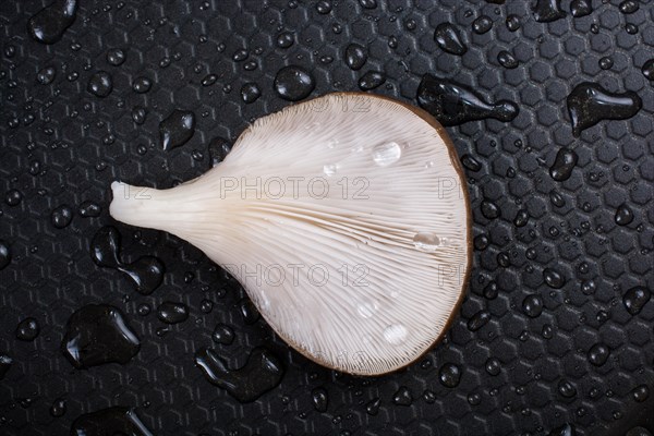 Oyster mushroom