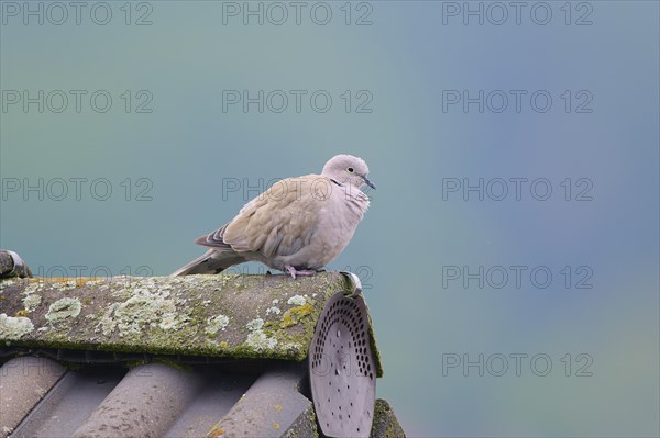 Eurasian Collared Dove