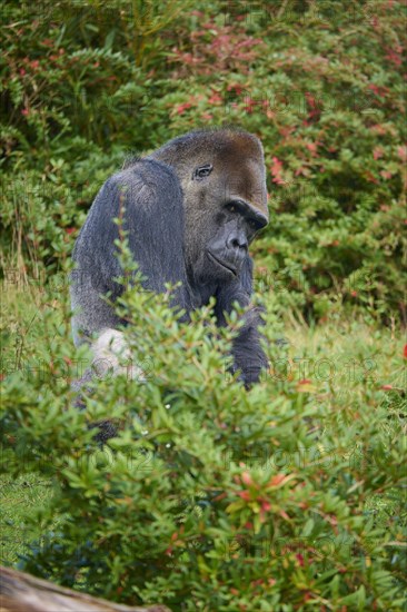 Western gorilla