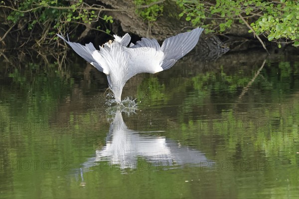 Grey heron