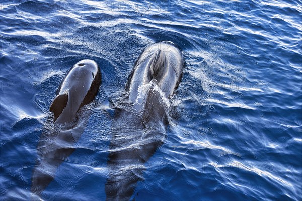 Two pilot whales