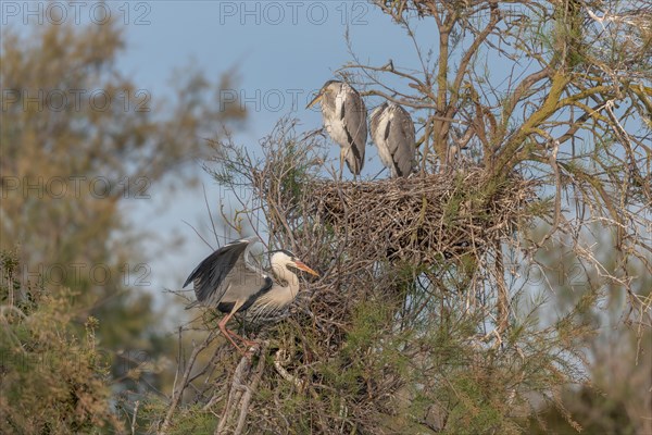 Grey heron