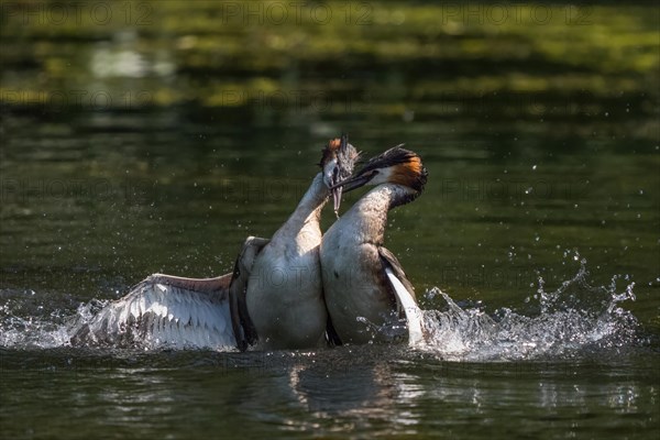 Great Crested Grebe