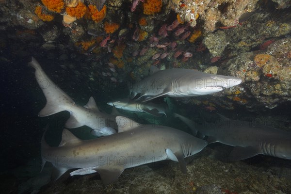 Several specimens of sand tiger shark