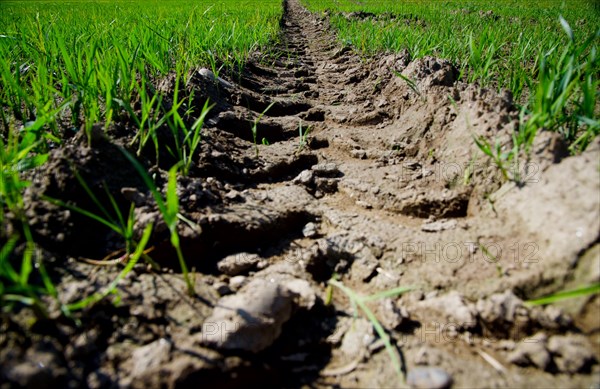 Tractor Track on the Green Rice Field