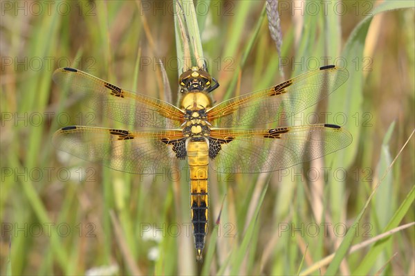 Four-spotted chaser