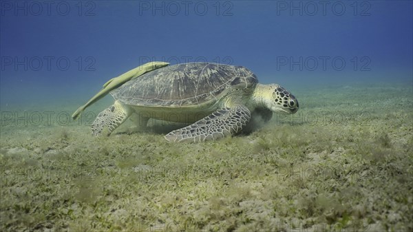 Wide-angle shot of Sea turtle grazing on the seaseabed