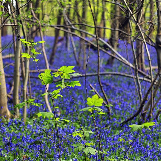 Leaf shoots in mixed deciduous forest