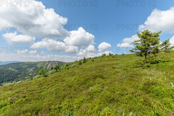 Landscape of the High Vosges near the riverbank road in spring. Collectivite europeenne d'Alsace