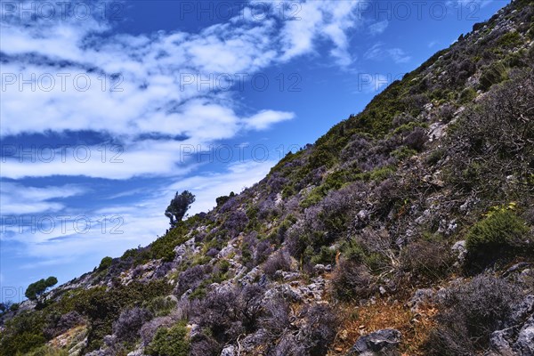 Diagonal view of beautiful typical Cretan landscape great clouds in clear blue sky. Low bending olive tree