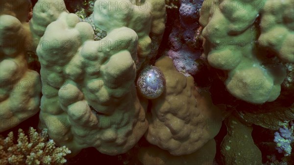 Unicellular organisms Bubble algae