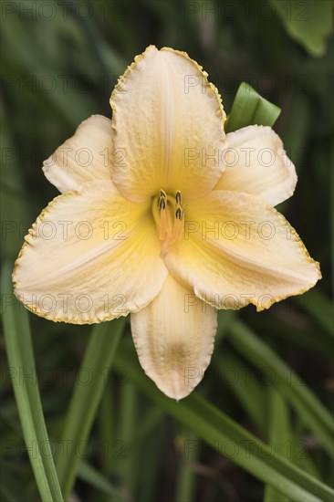 Daylily