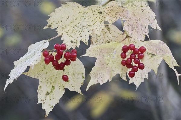 Guelder rose